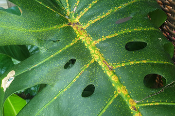 fight against insects in your garden