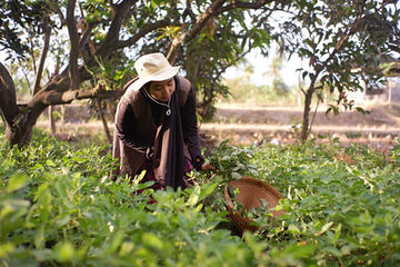 benefits of organic gardening