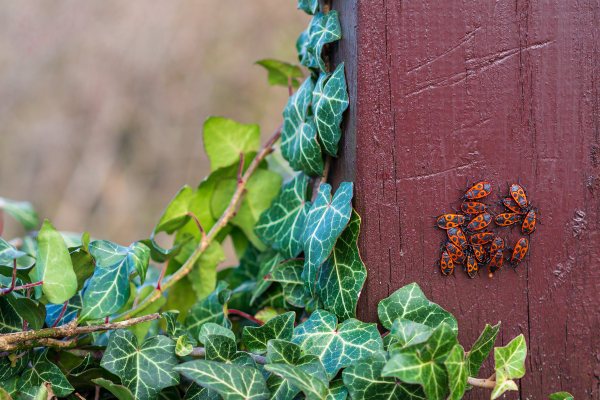 An Introduction to Chinch Bugs: Understanding the Tiny Lawn Pests