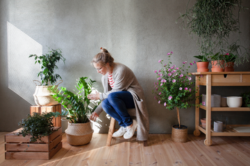 fungus gnats infestation