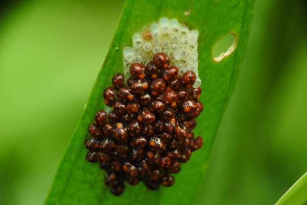 Chinch Bug Life Cycle: From Nymphs To Adults