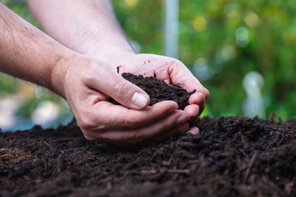 Choosing the Right Beneficial Nematodes For Your Lawn