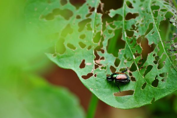 How To Identify And Control Japanese Beetles