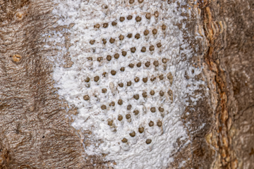 Signs Of Spongy Moth Damage