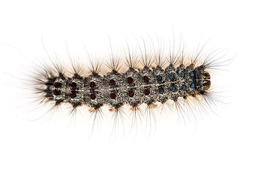 don't be fooled by the caterpillars cuteness