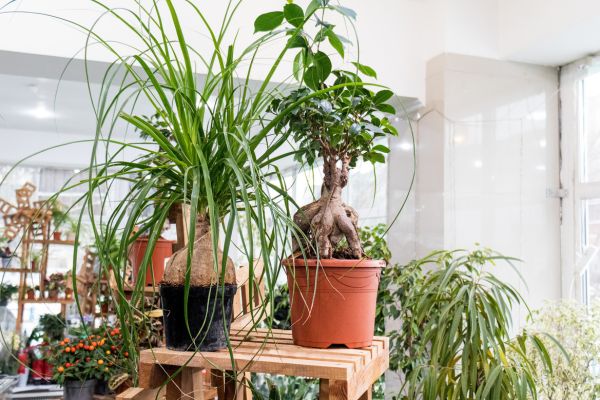 Indoor Fungus Gnat Control