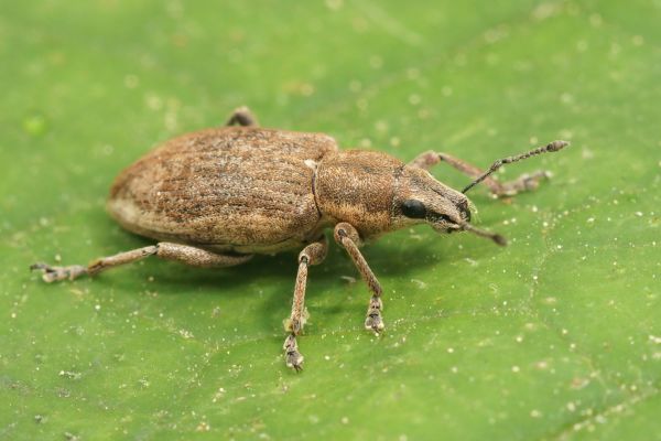 NemaKnights Insect Control: Control Weevils And Borers