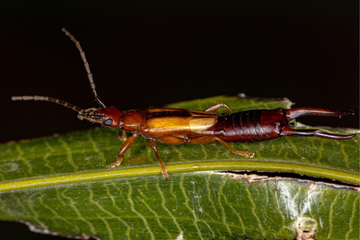 Earwig Identification How to Spot Earwigs in Your Garden