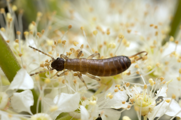 Earwig Life Cycle
