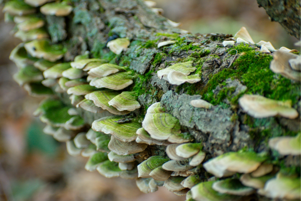 Fungus Gnat Life Cycle: Understanding the Journey of a Pesky Pest