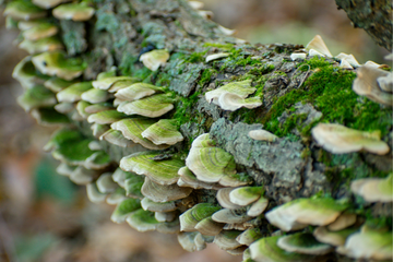 Fungus Gnat Life Cycle