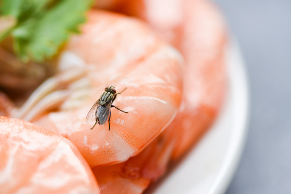 Health Risks Associated With House Flies