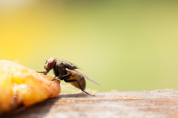 How Flies Interact with Humans