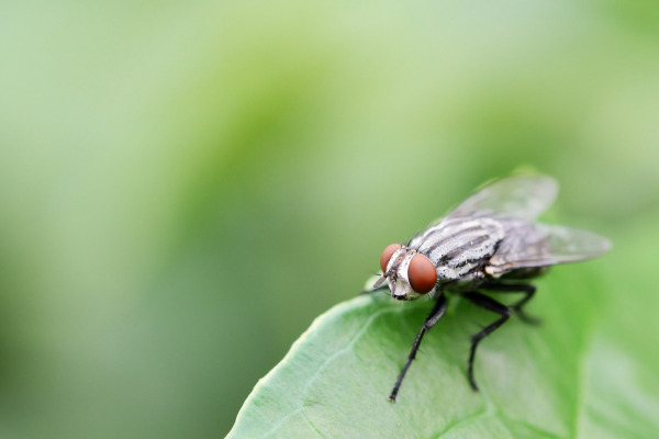 House Flies: Myths and Misconceptions