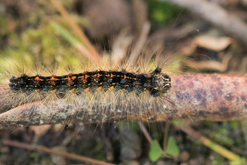 gypsy moths hurt your trees