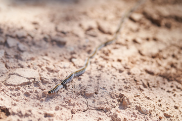 Beneficial nematodes: How they work and how to know they have worked