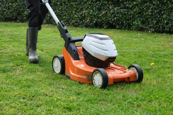 How To Prevent Chinch Bug Infestations: Tips For A Healthy Lawn