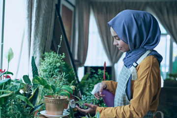 How to prevent Fungus Gnats from residing in your houseplants