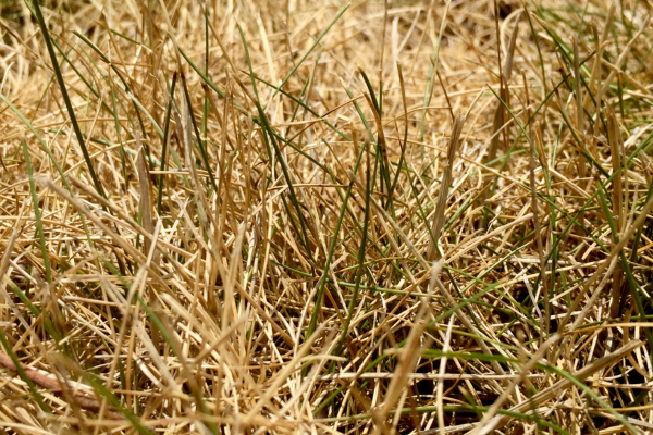 Identifying Chinch Bug Infestations: Signs, Symptoms, And Damage