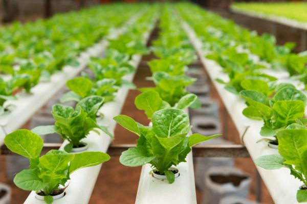 Introduction To Hydroponics: How Soil-Free Gardening Works
