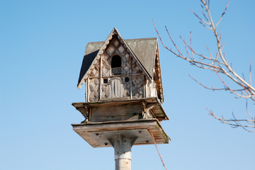 Natural Remedies for Earwig control
