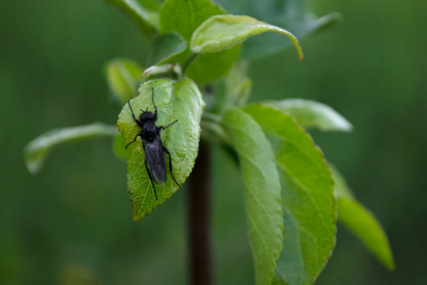 Natural And Non-Toxic Remedies For House Fly Control