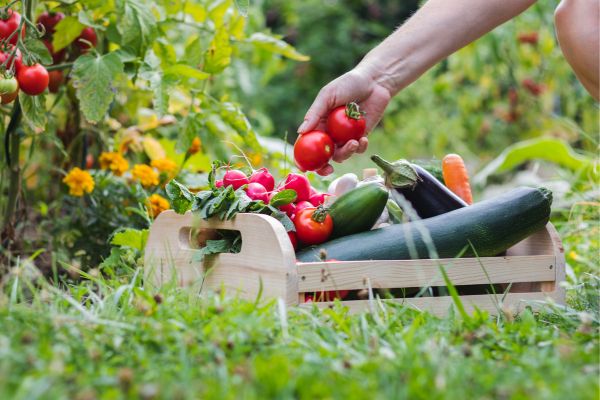 Nematodes and Organic Gardening: How to Keep Your Garden Healthy and Sustainable