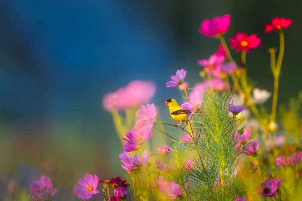 Spongy Moth Feeding Seasons: When Do They Occur?