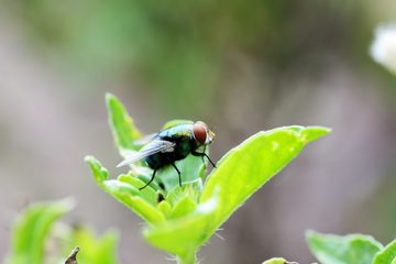 introduction to house flies