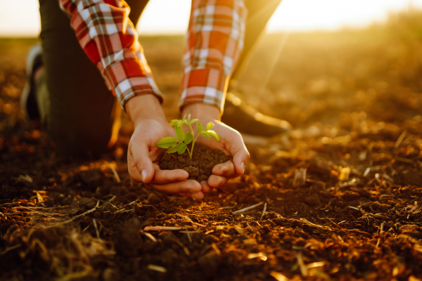 The Importance Of Soil Health For Beneficial Nematode Control In Your Garden