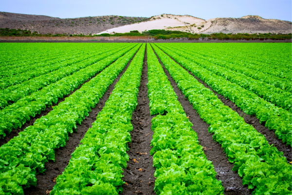 The Role Of Weather In Chinch Bug Infestations