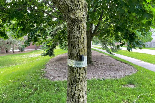 Controlling Spongy Moths With V9 Tree Belt