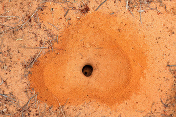 nematodes for ant control