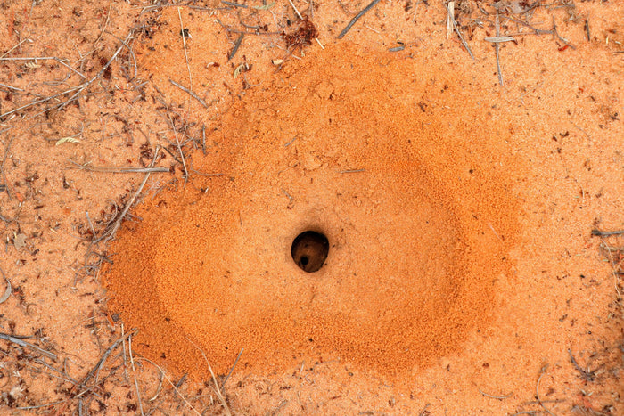 Top 6 Benefits Of Using Nematodes For Ant Control