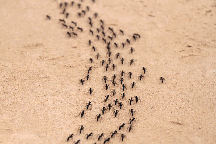 Using Nematodes For Ants To Disrupt Ant Colonies