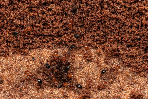 The Danger Zone: Areas Infested By Fire Ants