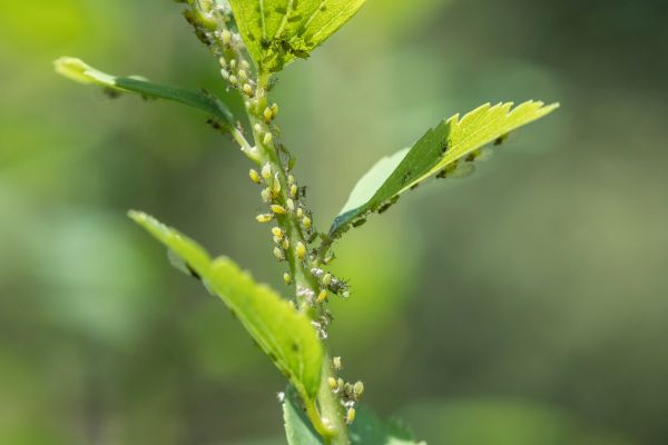 Fall Pests Unveiled: Organic Management Strategies