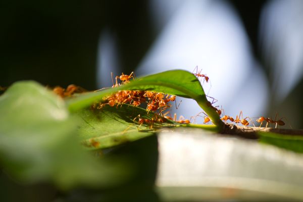 Fire Ant Control 101: Effective Strategies For Your Home