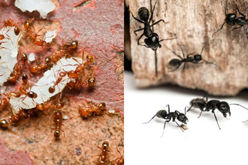 fire ants vs regular ants
