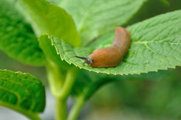 garden slugs