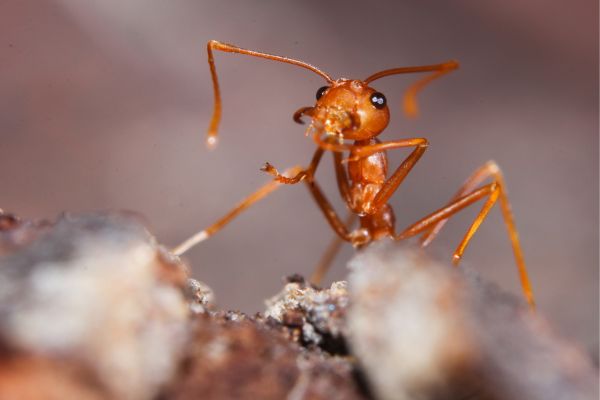How To Identify Fire Ants: Characteristics And Appearance