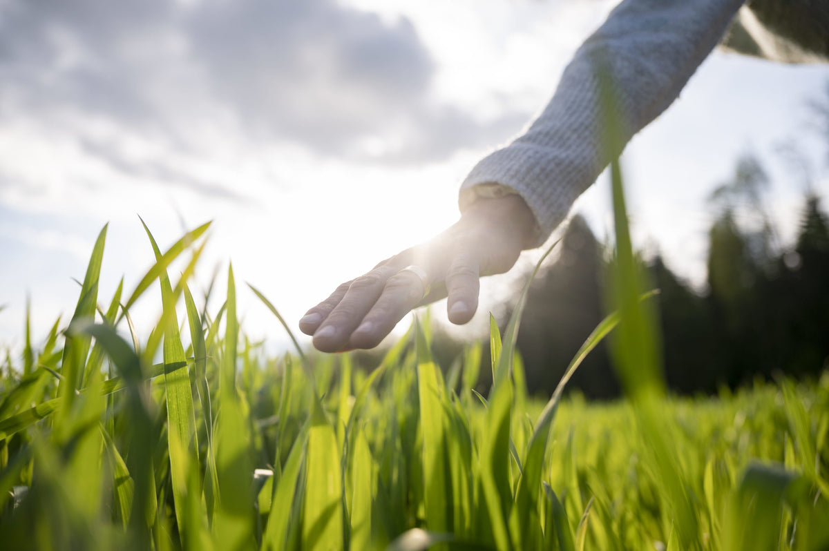 Maintaining A Healthy Lawn With Nematodes For Lawn Grubs