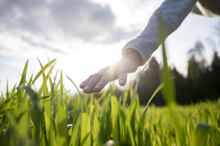 Maintaining A Healthy Lawn With Nematodes For Lawn Grubs