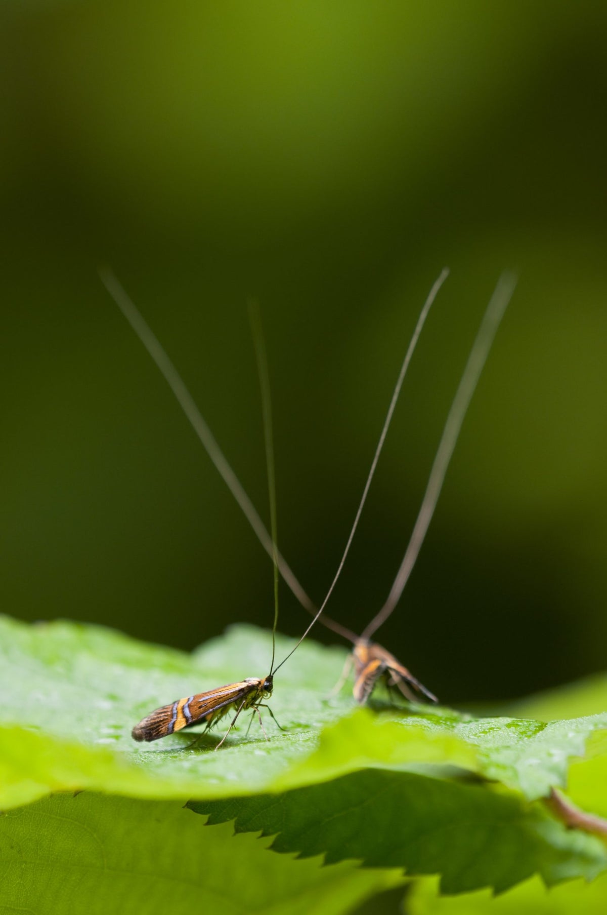 Ultimate Guide To Fungus Gnat Control