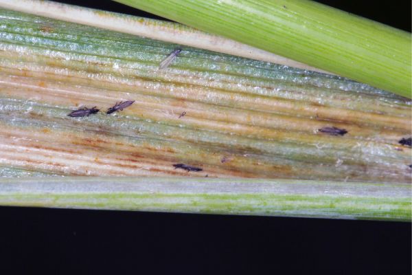 Identifying And Managing Thrips In Your Garden