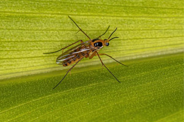 nematodes for fungus gnats