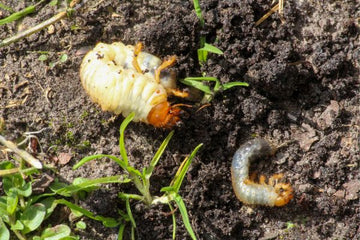 nematodes for lawn grubs