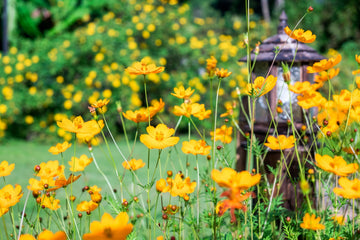 Mastering Beneficial Nematodes