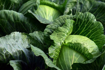 organic pest control products