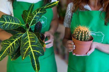 organic pest control